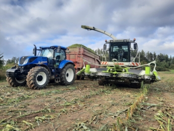 Sklizeň silážní kukuřice | AGROFARMA DUBNICE