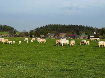 Stádo masného skotu Charolais na pastvě | AGROFARMA DUBNICE