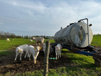 Telata plemena Charolais | AGROFARMA DUBNICE