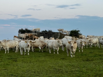 Stádo masného skotu Charolais na pastvě 1 | AGROFARMA DUBNICE