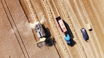 Sklizeň pšenice ozimé 1 | AGROFARMA DUBNICE