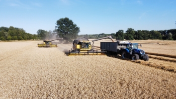 Sklizeň pšenice ozimé | AGROFARMA DUBNICE