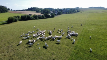 Stádo masného skotu Charolais na pastvě 2 | AGROFARMA DUBNICE