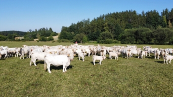Stádo masného skotu Charolais na pastvě 3 | AGROFARMA DUBNICE