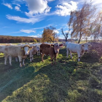 Masný skot | AGROFARMA DUBNICE