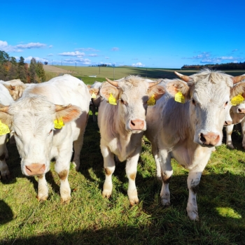 Masný skot plemena Charolais | AGROFARMA DUBNICE